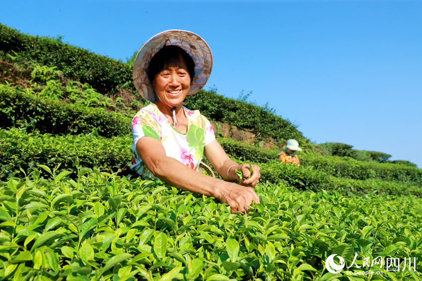 茶農在茶園采摘茶葉。廖勝春攝