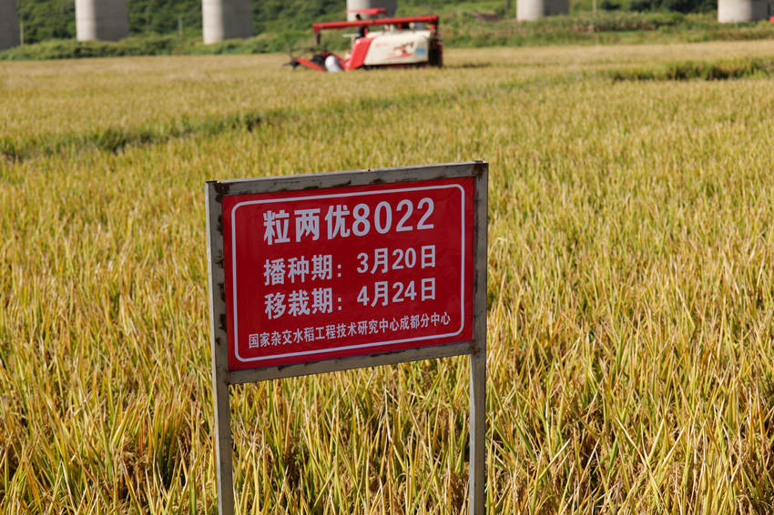 “粒兩優8022”。德昌縣委宣傳部供圖