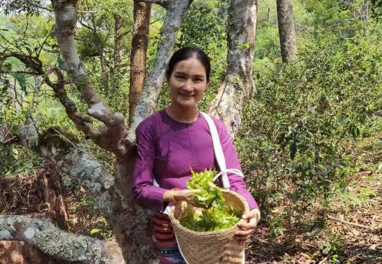 守護千年茶山 促進人與自然和諧共生