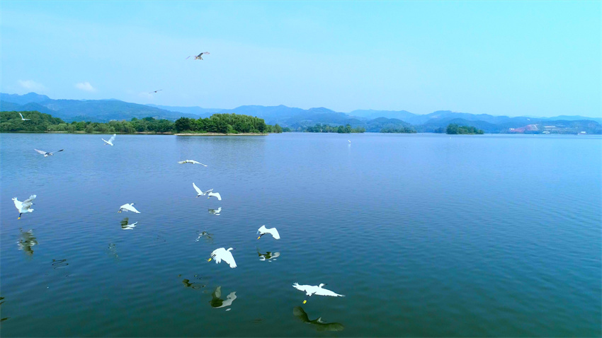眾鳥翔集多樂趣。東部新區供圖
