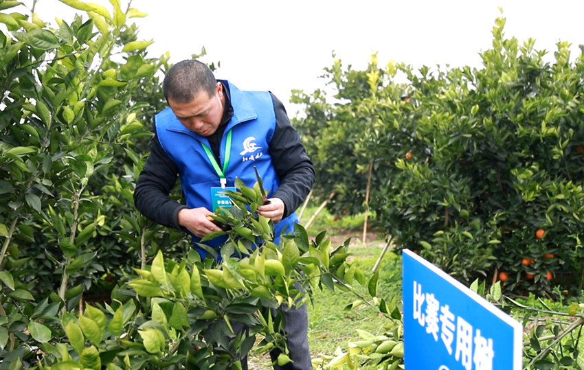 血橙修枝工比賽。資中縣融媒體中心供圖