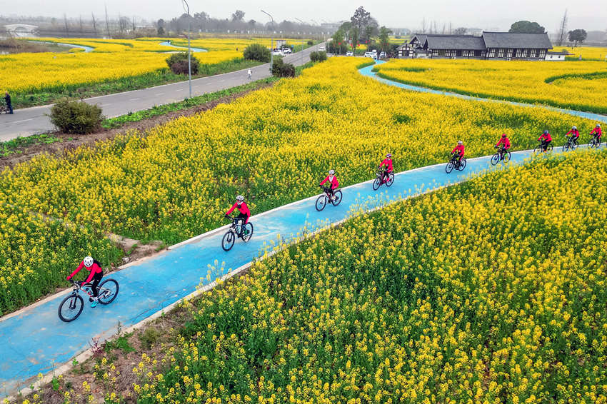 騎行愛好者在四川省眉山市彭山區“五湖四海”濕地公園綠道騎行賞花。翁光建攝