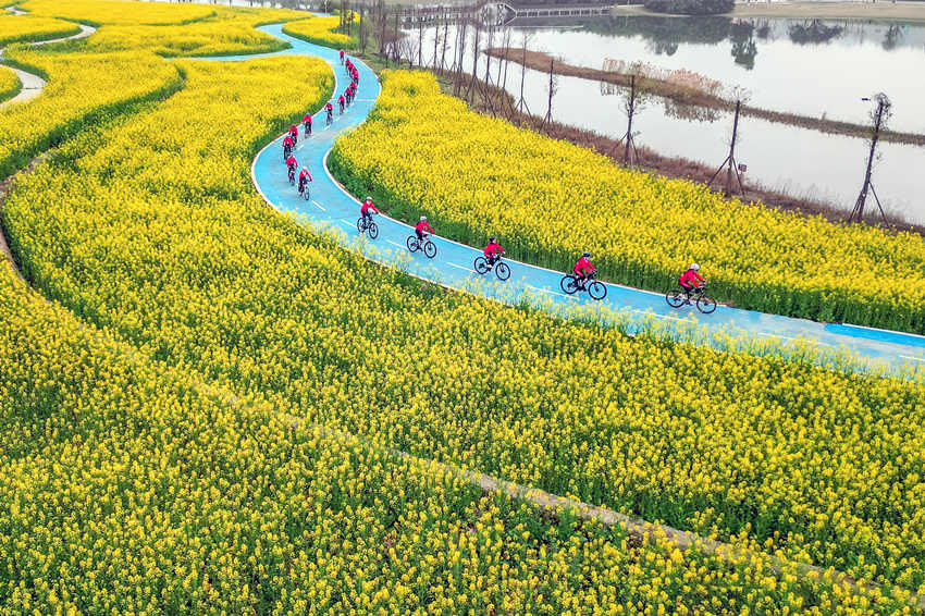 騎行愛好者在四川省眉山市彭山區(qū)“五湖四海”濕地公園綠道騎行賞花。翁光建攝