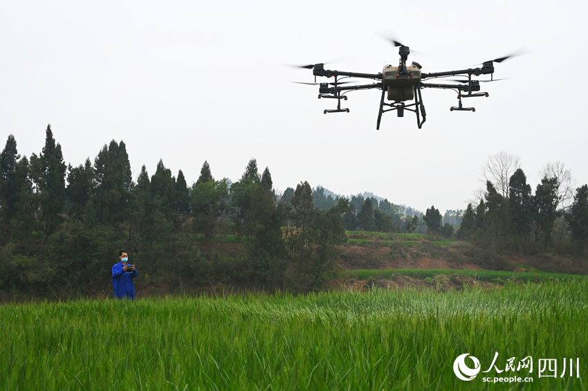 農機手操作植保無人機對小麥噴施農藥，防治病蟲害。蘭自濤攝