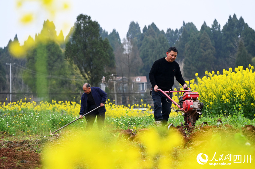 農民正在耕整土地。蘭自濤攝