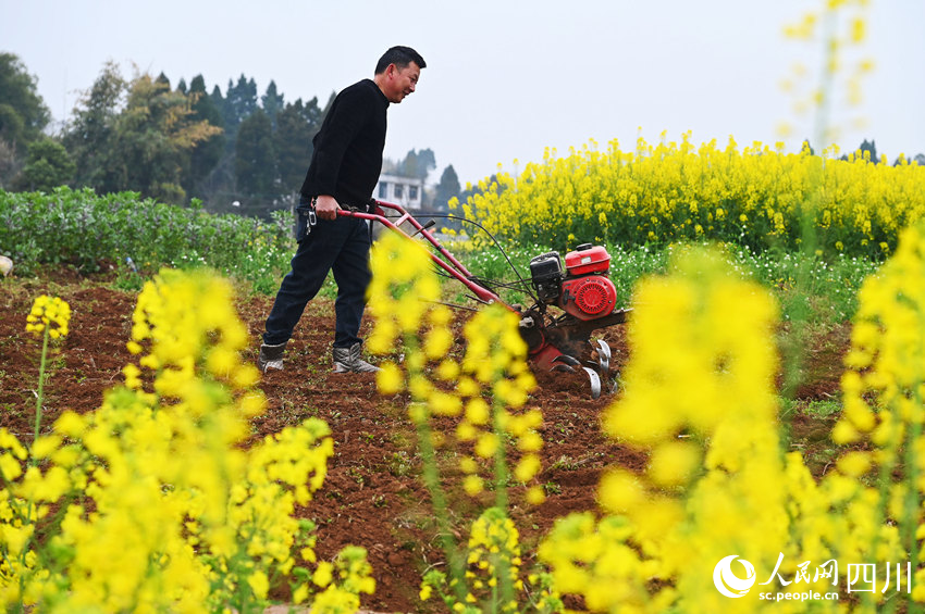 農民正在耕整土地。蘭自濤攝