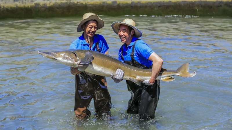 天全縣鱘魚養殖。余樂攝