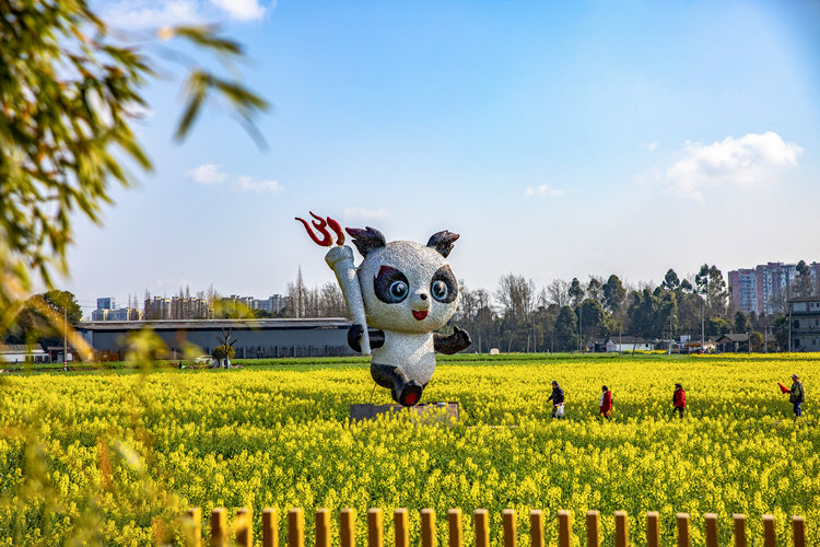 市民游客在菜花地里賞花。崇州市委宣傳部供圖