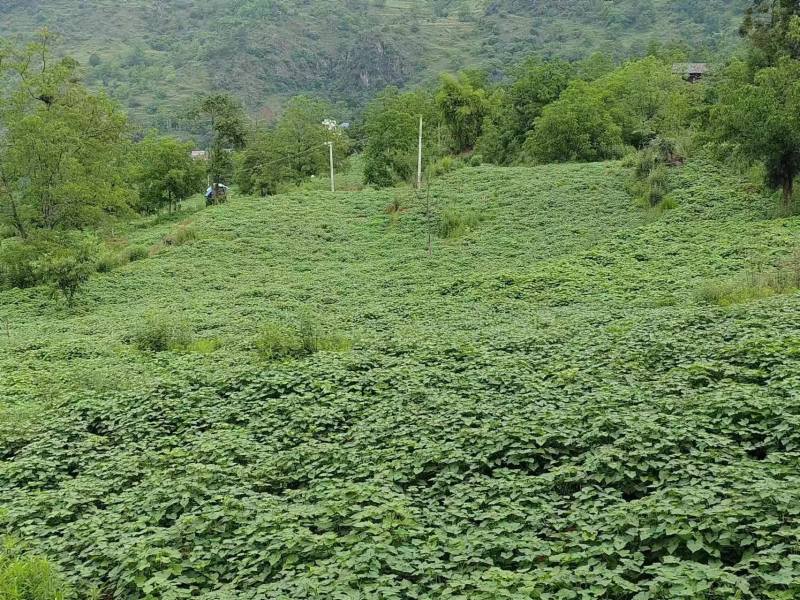 眉山村發展金蕎麥種植產業。