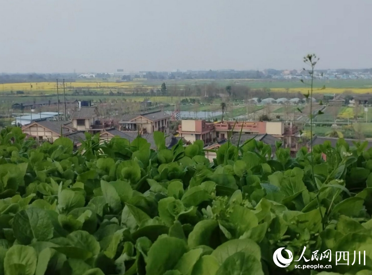 從“空中菜園”俯瞰“天府之國”。人民網(wǎng)記者 劉海天攝
