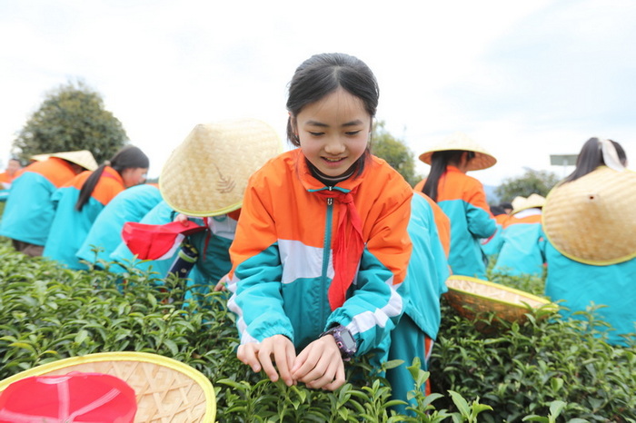 茶葉基地的快樂研學。馬發海供圖