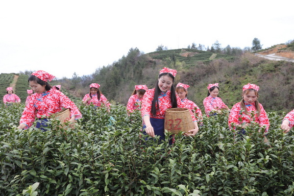 采花姑娘快樂采摘“茶青” 。馬發海供圖