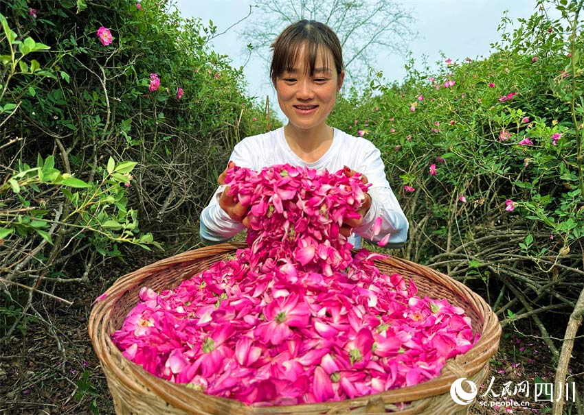 手捧花瓣笑開顏。人民網(wǎng)記者 劉海天攝
