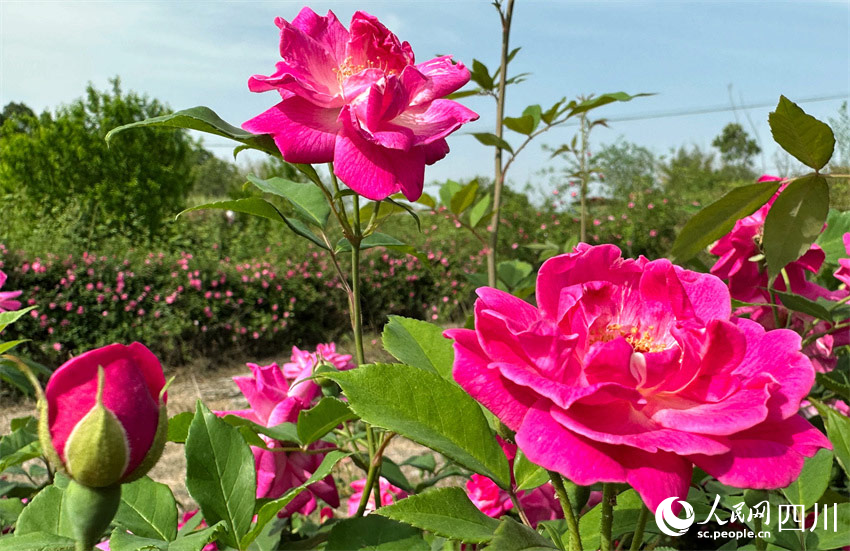 花紅葉綠美農(nóng)田。人民網(wǎng)記者 劉海天攝