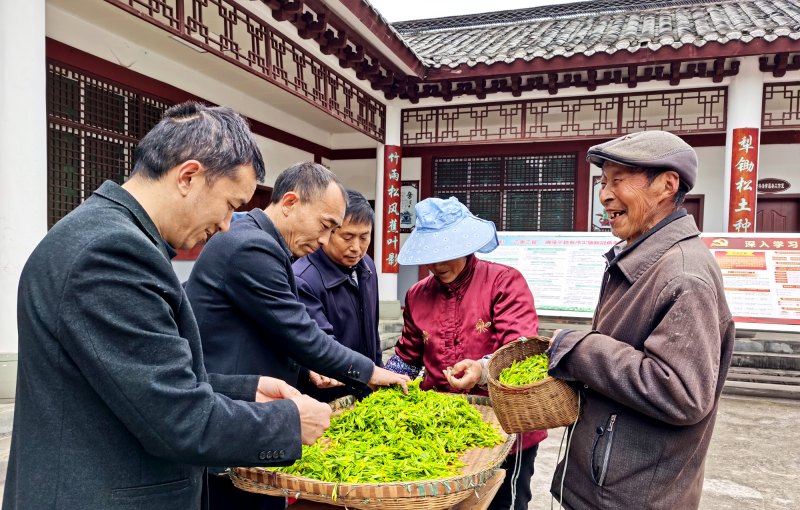 帶動平昌縣7.2萬戶茶農(nóng)，茶農(nóng)人均可支配收入年均增長11%以上。平昌縣委組織部供圖