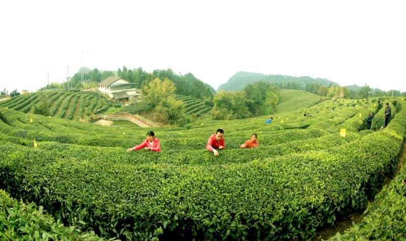 平昌縣高標(biāo)準(zhǔn)茶園。平昌縣委組織部供圖