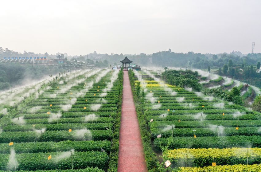 翠屏區(qū)金秋湖鎮(zhèn)茶園里，茶葉節(jié)水霧灌系統(tǒng)。王宇供圖
