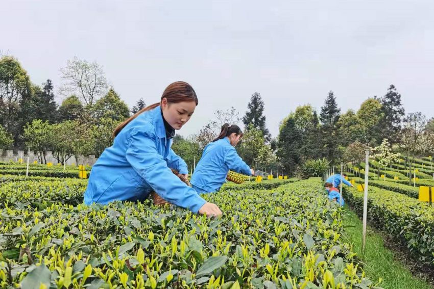 早白尖茶葉基地工人采茶忙。王春艷供圖