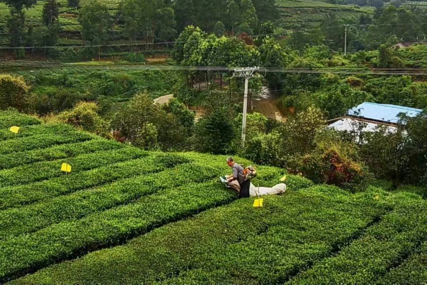 茶農在茶園里采茶。榮縣縣委宣傳部供圖