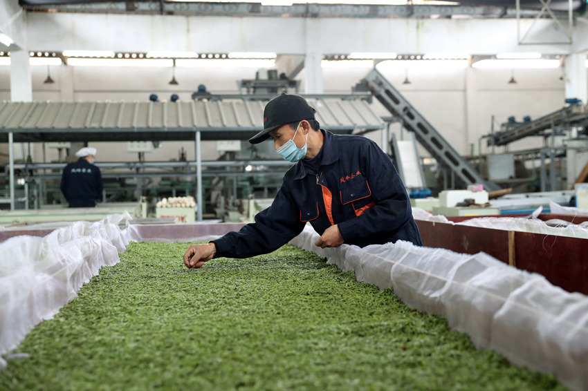 瀘州市納溪區(qū)護(hù)國鎮(zhèn)的茶葉加工企業(yè)工人在生產(chǎn)線工作。高銀松攝