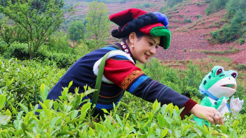 采茶體驗(yàn)。喜德縣委組織部供圖