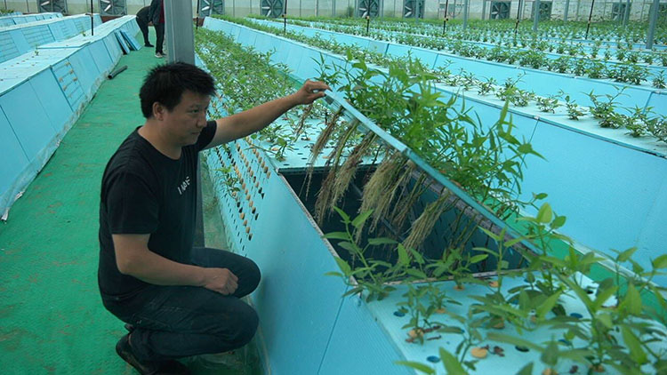 氣霧栽培蔬菜。敘州區融媒體中心供圖.jpg