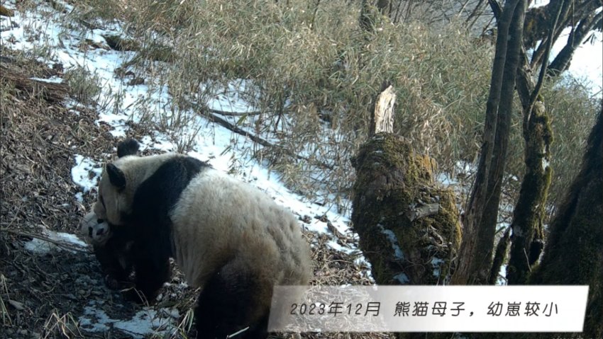 2023年12月熊貓母子，幼崽較小。大熊貓國家公園大邑管護(hù)總站供圖