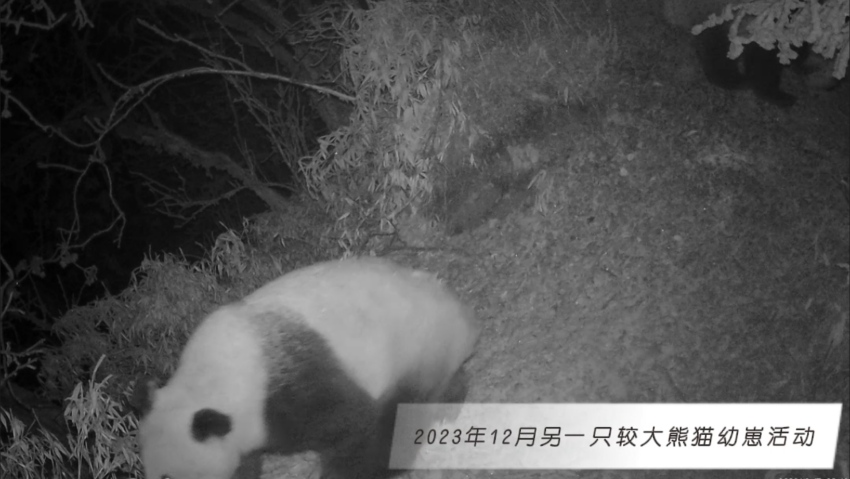 2023年12月另一只較大熊貓幼崽活動。大熊貓國家公園大邑管護(hù)總站供圖