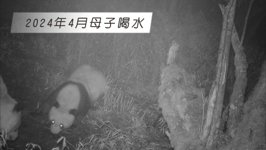 2024年4月母子喝水。大熊貓國家公園大邑管護(hù)總站供圖
