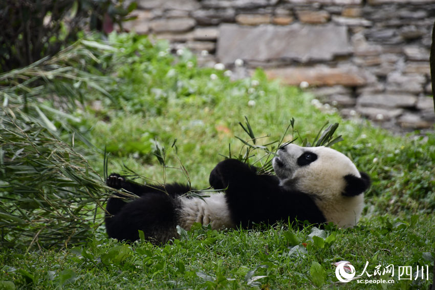 傳說中的“躺吃！”——大熊貓“盼月”的幼崽。人民網(wǎng)記者 王波攝