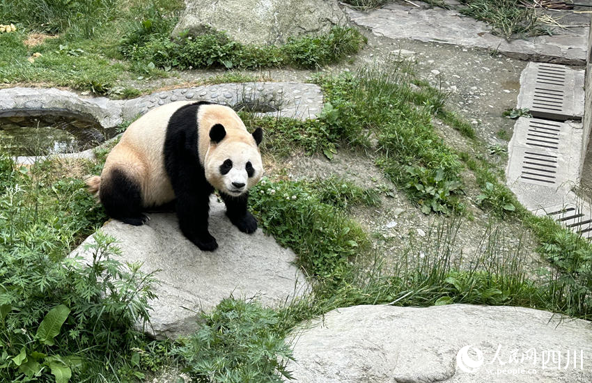 工作人員介紹，剛從韓國回到家鄉(xiāng)的大熊貓“福寶”，如今還未滿4歲，也屬于“未成年滾滾”。人民網(wǎng)記者 王波攝