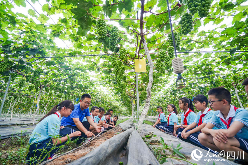 6月13日，眉山市彭山區(qū)實(shí)驗(yàn)小學(xué)學(xué)生前往當(dāng)?shù)氐钠咸逊N植基地開展勞動(dòng)教育社會(huì)實(shí)踐活動(dòng)，學(xué)生們?cè)诹私鈹?shù)字化葡萄種植技術(shù)。翁光建攝