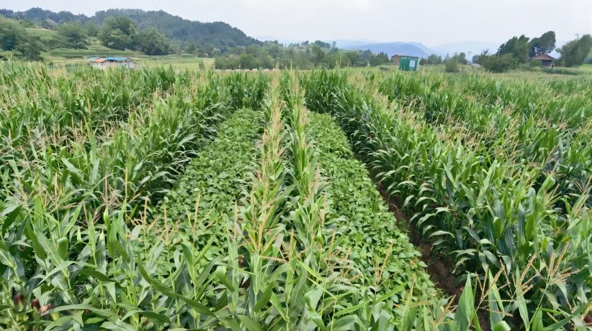 北山糧油園區春大豆復合種植長勢良好