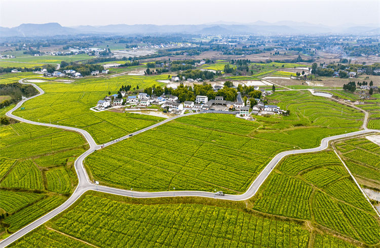 廣安區(qū)花橋鎮(zhèn)糧油基地。廣安區(qū)委宣傳部供圖