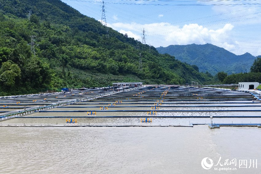天全潤兆鱘業三期項目養殖基地。人民網記者朱虹攝