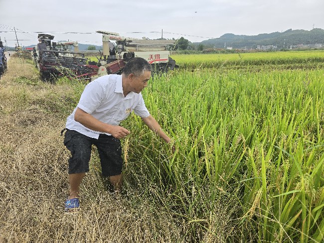 綿陽市游仙區(qū)彩利種植專業(yè)合作社理事長楊彩利查看水稻長勢。四川省武都引水工程運管中心供圖