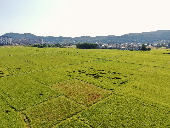 四川武引灌區(qū)“豐”景如畫。四川省武都引水工程運管中心供圖