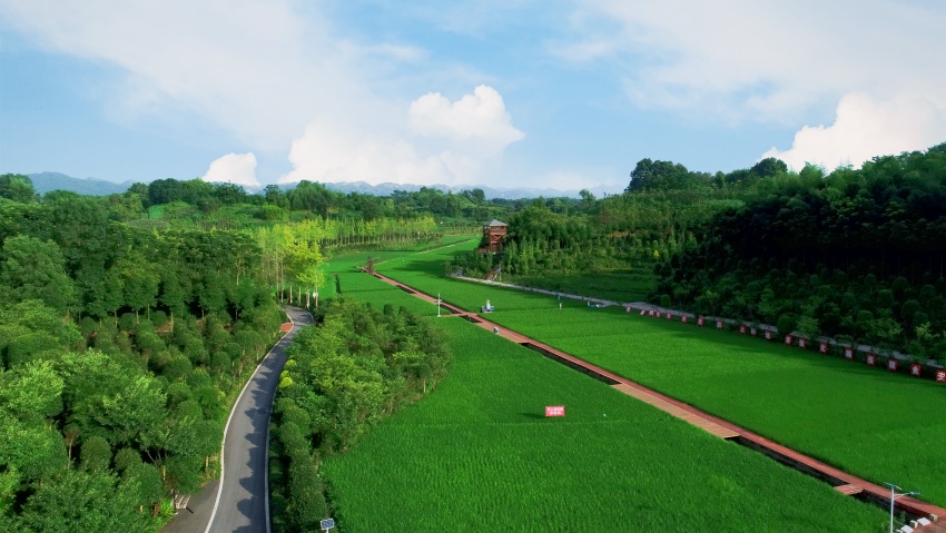 大竹縣糧油現代農業園區一景。李相芬攝