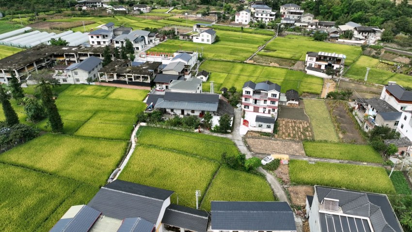 航拍成熟的水稻。瀘定縣委宣傳部供圖