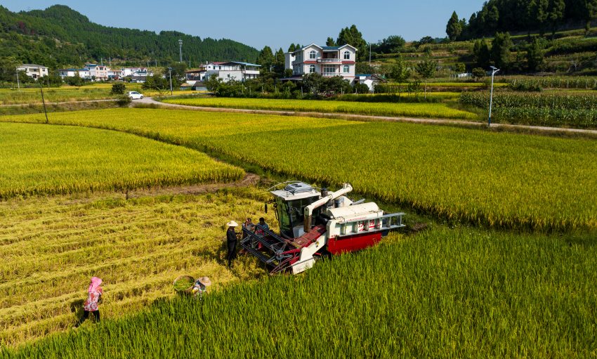 機器收割。閬中市委宣傳部供圖