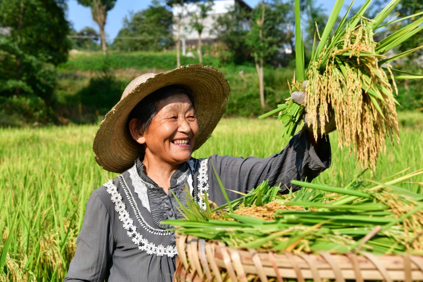 水稻豐收村民笑開顏。閬中市委宣傳部供圖