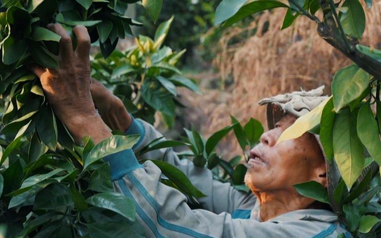 資陽雁江：交豐收答卷 繪振興圖景“米袋子”“果籃子”質(zhì)優(yōu)價穩(wěn)，是民生關(guān)切，也關(guān)系農(nóng)民收入，豐收的碩果映襯出鄉(xiāng)親們的生活蒸蒸日上，一個個淳樸而生動的故事，在青山綠水間持續(xù)書寫，幸福都是奮斗出來的，雁江邁向鄉(xiāng)村振興的步伐也更加堅(jiān)實(shí)有力。