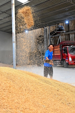 仁壽縣珠嘉鎮(zhèn)五谷園種植專業(yè)合作社糧食烘干房，工人正在整理已烘干的稻谷。
