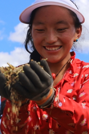 白玉縣贈科鄉(xiāng)下比沙村千畝青稞共富田園種植基地，村民手捧青稞滿臉笑容。