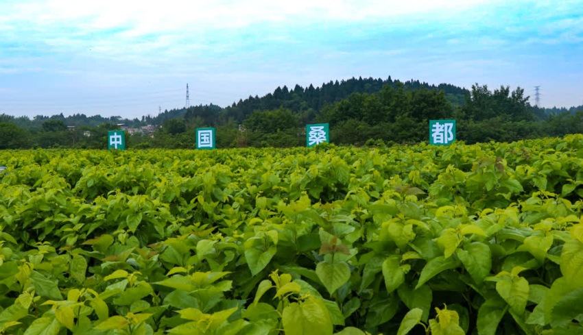樂至現(xiàn)代蠶桑產(chǎn)業(yè)園。姚陽攝