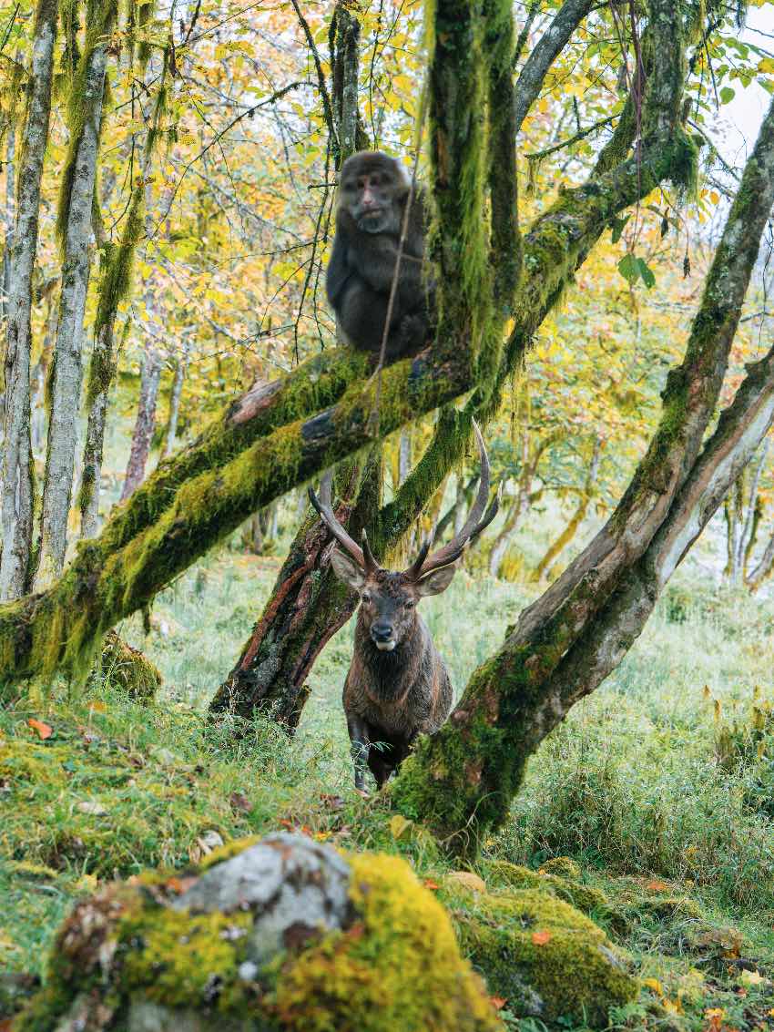 野生動物。二郎山喇叭河景區供圖