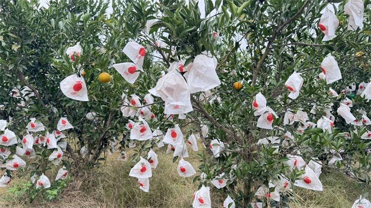 席草村耙耙柑。敘州區融媒體中心供圖