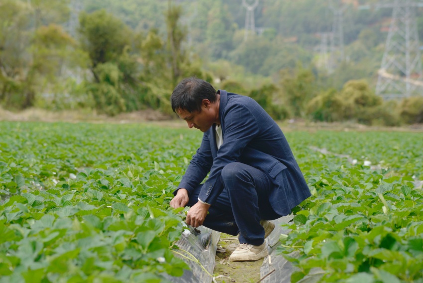 顧友國在精心照料草莓。德昌縣委宣傳部供圖