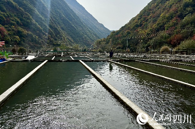 高原特色冷水魚(yú)產(chǎn)業(yè)基地。人民網(wǎng)記者 朱虹攝