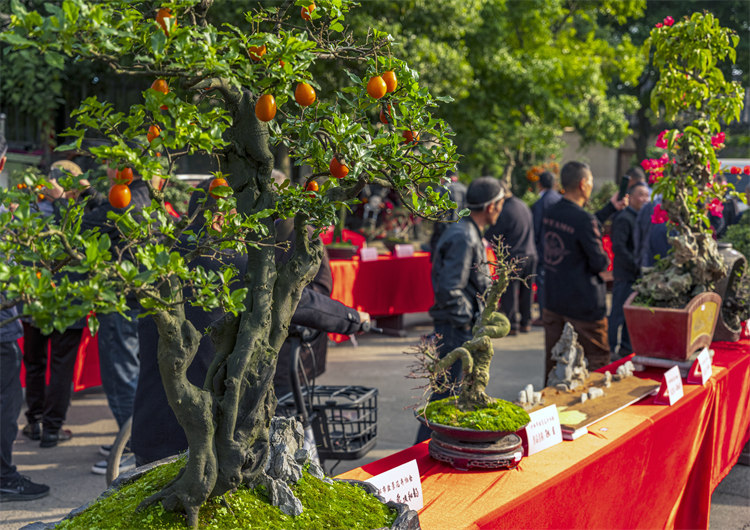 集市上擺放的盆景。師古鎮政府供圖